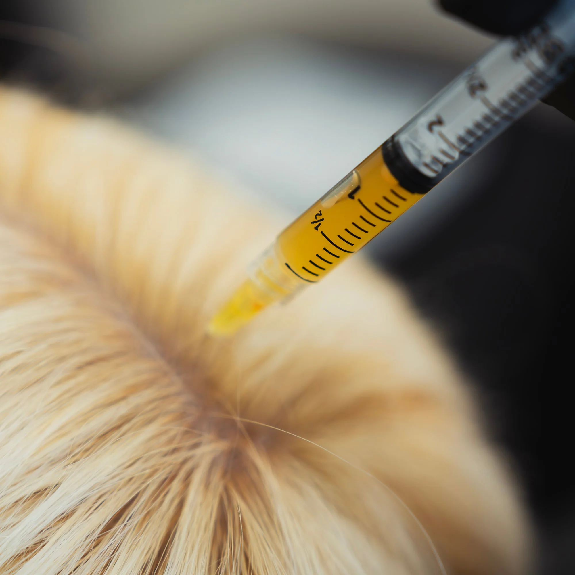 Hair Regrowth PRF (Platelet Rich Fibrin) - Image 3